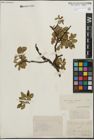 Foto von Salix kitaibeliana Willd. x Salix phylicifolia L.